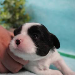 Cavatzu Puppies from Villanueva Puppies