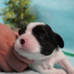 Cavatzu Puppies from Villanueva Puppies