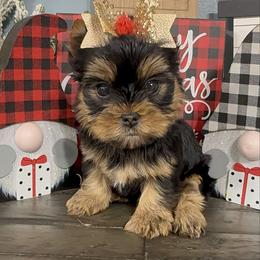 Adi - Black and tan female Yorkshire Terrier puppy in Statham, Georgia from The Yorkie Love Shack