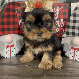 Adi - Black and tan female Yorkshire Terrier puppy in Statham, Georgia from The Yorkie Love Shack