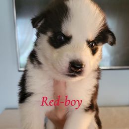 Red.boy - Black and white male Siberian Husky puppy in Willoughby, Ohio from WolfPackk