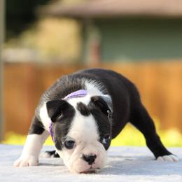 Boston Terrier Puppies from NW Boston Terriers