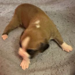 Boy 1 - Fawn male Boxer puppy in Lakeland, Florida from Cote's Boxers