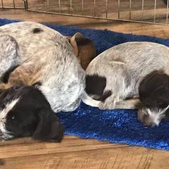 German Wirehaired Pointers from Anvil Wires