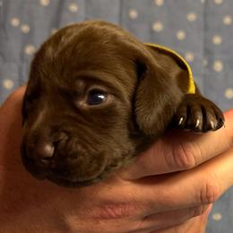 Kennedy - Liver female German Shorthaired Pointer puppy in Edenton, North Carolina from Bockelman GSP’s