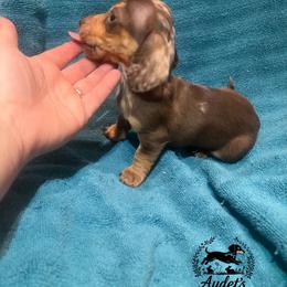 Bella - Chocolate Dapple Smooth - Dapple female Dachshund puppy in East Dover, Vermont from Audet’s Mini Dachshunds