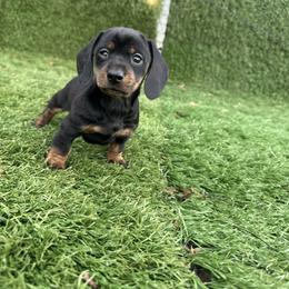 Black and Tan Girl 2 - Black and tan female Dachshund puppy in Newark, Ohio from Freyja’s Legacy Dachshunds