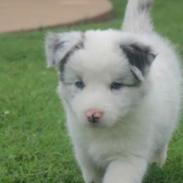 Indie - Slate merle female Border Collie puppy in Ripley, Oklahoma from Adventure5 Border Collies