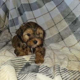Maci - Brindle female Shorkie puppy in Willowsprings, Missouri from Real life Teddybears