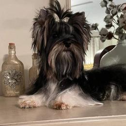 Dudley - Yorkshire Terrier