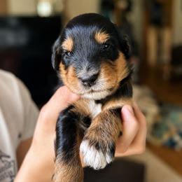 Radiohead - Tri-color male Bernedoodle puppy in Little Rock, Arkansas from Darlin’s Doodles
