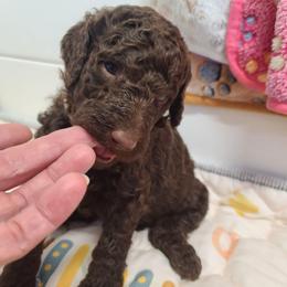 Pink Collar - Brown female Poodle puppy in Colorado Springs, Colorado from Silly's Standard Poodles