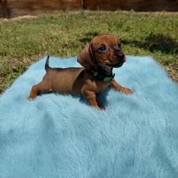 Milo - Sable male Dachshund puppy in Modesto, California from Raws Doxies