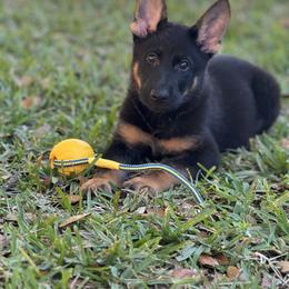 German Shepherd Puppies from RoyalWork K9
