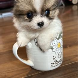 Sable parti female - Cream sable parti female Pomeranian puppy in Clinton, Tennessee from Liza’s Aussies & Poms