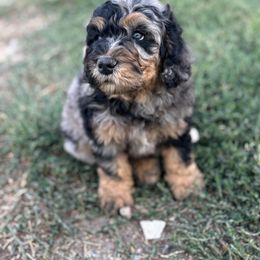 Bernedoodle Puppies from Salty Point Doodles