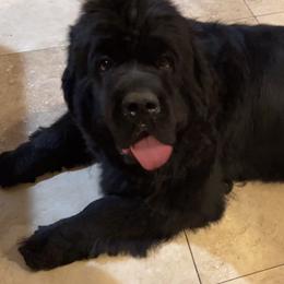 Sadie - Newfoundland