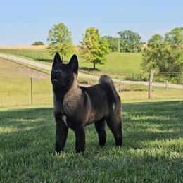 Akita Puppies from TLC Akitas