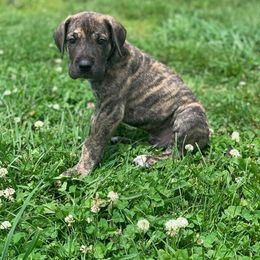 Great Dane Puppies from Borealis Danes