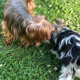 Rosie - Yorkshire Terrier