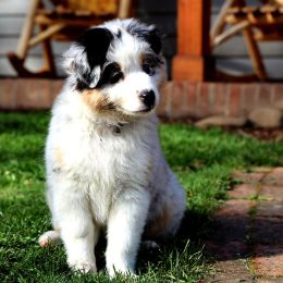 Australian Shepherd Puppies from Lake Creek Aussies