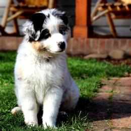 Australian Shepherd Puppies from Lake Creek Aussies