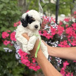 Boy 2 - male Bernedoodle puppy in Las Vegas, Nevada from Perfect Bernedoodles