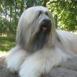 Kopper - Tibetan Terrier