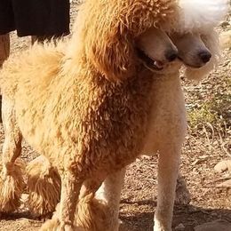 Poodle All Grown Up from Lyricallanepoodles