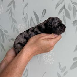 Harriet Tubman - Sable female Cavapoo puppy in Pleasant Grove, Utah from Canterbury Canines