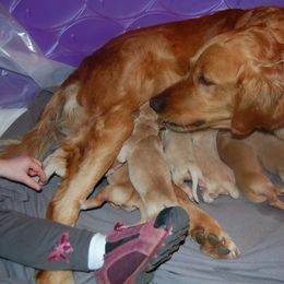 Golden Retriever Puppies from High Plains Goldens