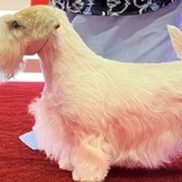 Sealyham Terriers from Thunder Rd