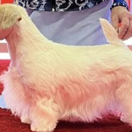 Sealyham Terriers from Thunder Rd