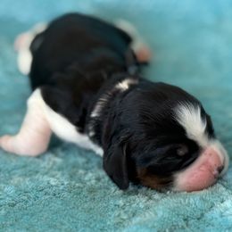 Black - Black white and tan female English Springer Spaniel puppy in Grandview, Texas from Lollipop Paws