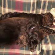 Boykin Spaniel All Grown Up from Tabby’s Sweet Boykins