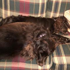 Boykin Spaniel All Grown Up from Tabby’s Sweet Boykins