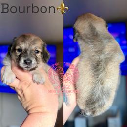 Bourbon - Cream male Dachshund puppy in Hornbeck, Louisiana from A&Z Mini Dachshunds