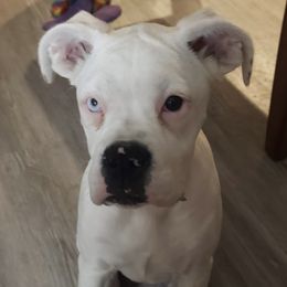 Boxers from Tracey Paquin
