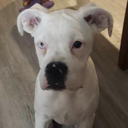 Boxers from Tracey Paquin