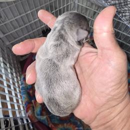 Blue and white on chest - Blue female French Bulldog puppy in Summerville, Tennessee from R&J Frenchie