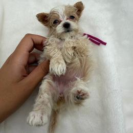 Mauve collar - Apricot female Maltipoo puppy in Turlock, California from 209PuppiesCaliforniaMaltipoo