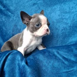 Will - Blue male Boston Terrier puppy in Smallett, Missouri from B's Bostons