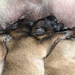 Chet - Mahogany and black male Belgian Tervuren puppy in Vershire, Vermont from Chocorua Working Belgians