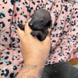 Bingo - Black female Xoloitzcuintli puppy in Manitowoc, Wisconsin from Wonderland Kennel
