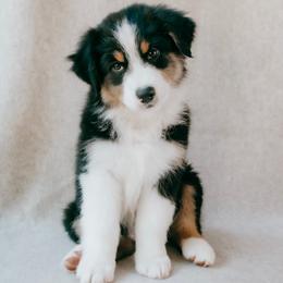 Liberty - Black tri-color female Australian Shepherd puppy in Aberdeen, North Carolina from Huckleberry Hill Aussies LLC.