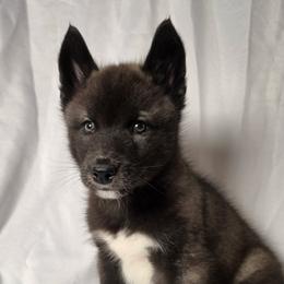 Hades - From Health Tested Parents - Agouti and white male Siberian Husky puppy in San Jose, California from Limitless Huskies