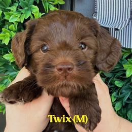 Twix - Chocolate male Australian Labradoodle puppy in Silver Spring, Maryland from Potomac Australian Labradoodles