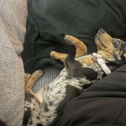 Dachshund Puppies from Golden Creek Farm