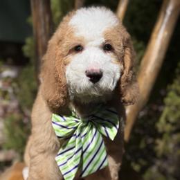 Brown-noah - Red male Bernedoodle puppy in Yuciapa, California from AlltheDoodlez_