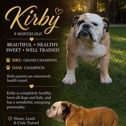 Kirby - Fawn female Bulldog puppy in Kirbyville, Texas from Empire Bulldogs & French Bulldogs